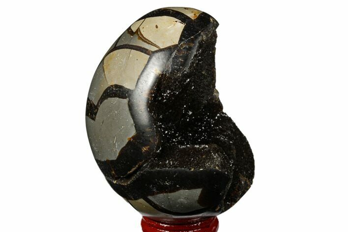 Septarian Dragon Egg Geode - Black Crystals #177398